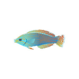 Blue Fantasy Wrasse